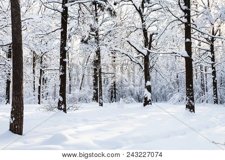 Snowy Meadow In Timiryazevskiy Forest Park Of Moscow City In Sunny Winter Morning