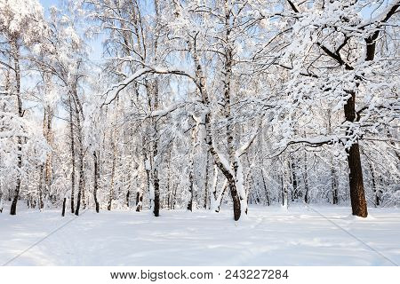 Birch And Oak Trees In Snowy Timiryazevskiy Forest Park Of Moscow City In Sunny Winter Morning