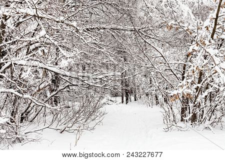 Ski Track In Snowy Urban Timiryazevskiy Park Of Moscow City In Overcast Winter Day