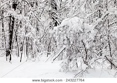 Snow-covered Shrubs In Winter Forest Of Timiryazevskiy Park In Moscow City