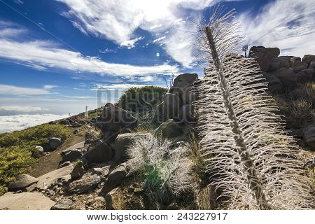 Yellow Grass And Dead Tree In Semidesert Near Neide Volcano On Tenerife Island With Stones And Blue 