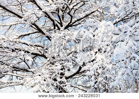 Snow-covered Branches Of Oak Tree In Timiryazevskiy Forest Park Of Moscow City In Sunny Winter Morni