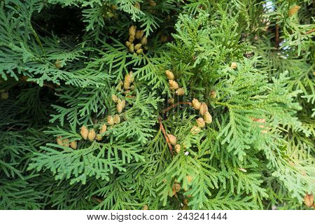 Leaves Of Thuja Occidentalis With Seed Cones