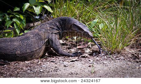 มังกรโคโมโดนอนอาบแดด