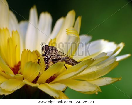 Lilla biet på en gula blomma