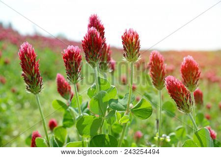 Field of flowering crimson clovers (Trifolium incarnatum) close up. Spring season.