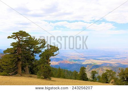 Lodgepole Pine Trees Also Known As The Twisted Pines Which Have Been Weathered From The Wind Taken A