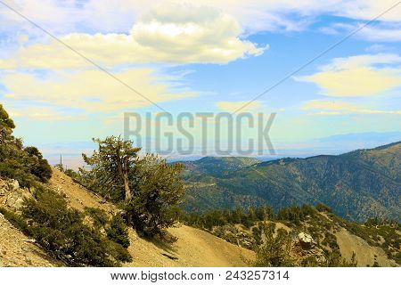 Lodgepole Pine Trees Also Known As The Twisted Pines Which Have Been Weathered From The Wind Taken A