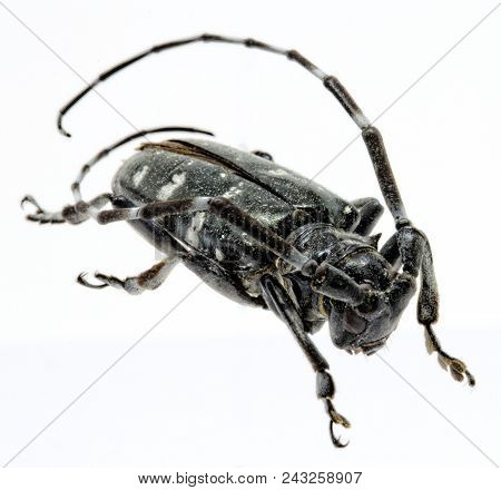 Adult Asian Longhorned Beetle, Or Starry Sky, Or Sky Beetle, Or Alb, Or Anoplophora Glabripennis