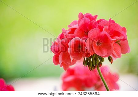 Bright Pelargonium Decorate The Yard