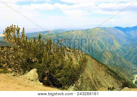 Lodgepole Pine Trees Also Known As The Twisted Pine Which Are Weathered From The Wind Taken At The H