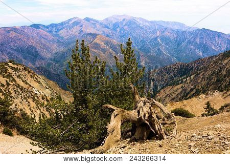 Lodgepole Pine Trees Also Known As The Twisted Pines Which Were Weathered From The Wind Taken At The