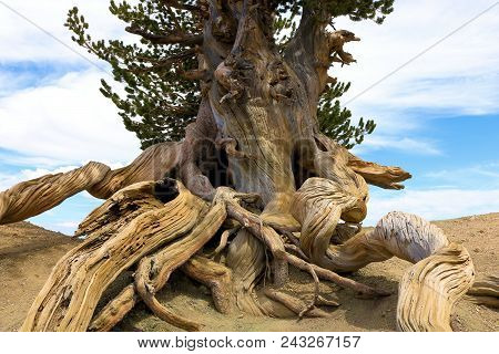 Lodgepole Pine Tree Also Known As The Twisted Pine Which Has Been Weathered From Wind Taken At The H