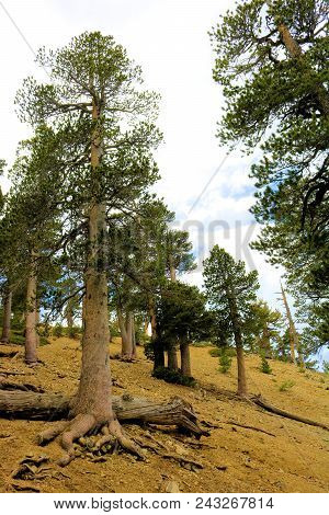 Lodgepole Pine Trees Also Known As The Twisted Pines Taken At The Higher Elevations In The San Gabri