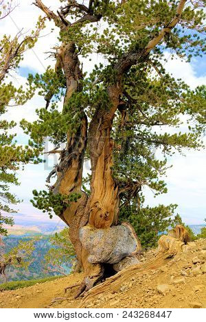 Lodgepole Pine Also Known As The Twisted Pine Taken At The Higher Elevations In The San Gabriel Moun
