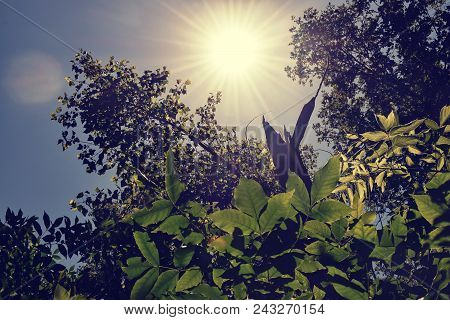 Forest Protected Steppe With Trees And Foliage