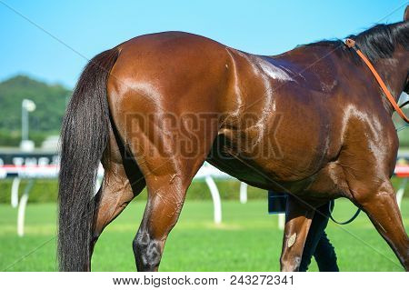 Image Of The Horse Butt At The Racing Track