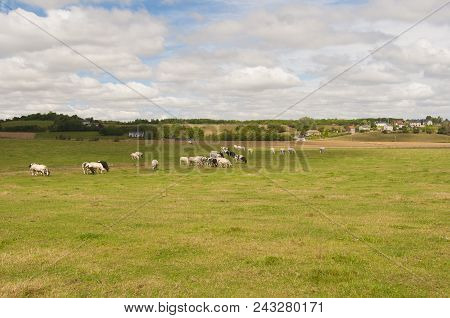 Grazing Cows Near Huy City In Belgium