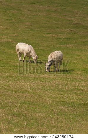 Two Cows Near Huy City In Belgium