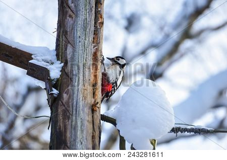 Woodpecker Bird Sitting On A Wooden Pole