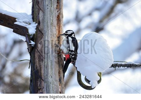Woodpecker Bird Sitting On A Wooden Pole
