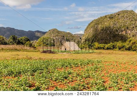 Vinales, Cuba. January 2018. A View Of The Landscape , In Vinales, Cuba.