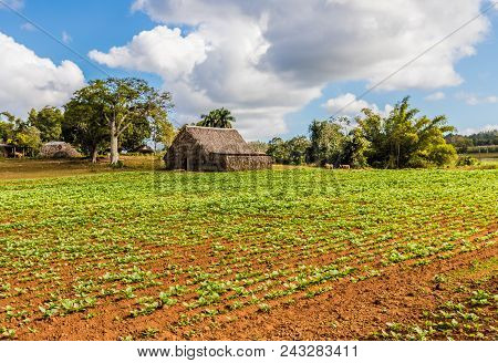 Vinales, Cuba. January 2018. A View Of A Farm House In The Landscape In Vinales, Cuba.