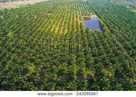Aerial View Of Oil Palm Tree Plantation Field