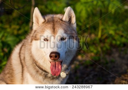 Close-up Image Of Dog Breed Siberian Husky With Tonque Out In The Forest At Sunset. Portrait Of Frie