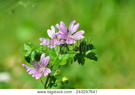 Malva Sylvestris, Mallow Plant - Blue Common Mallow. Uncultivated And Healthy Plant