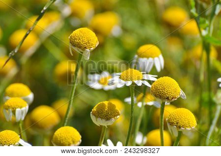 Chamomile. Chamomile Field In Bloom, Chamomile Flowers On A Meadow Close -up