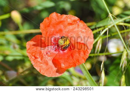 Honey Bee On Wild Poppy Flower. Bee Pollinating Poppy Flower On Meadow