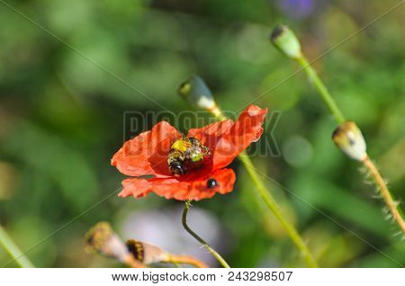 Honey Bee On Wild Poppy Flower. Bee Pollinating Poppy Flower On Meadow