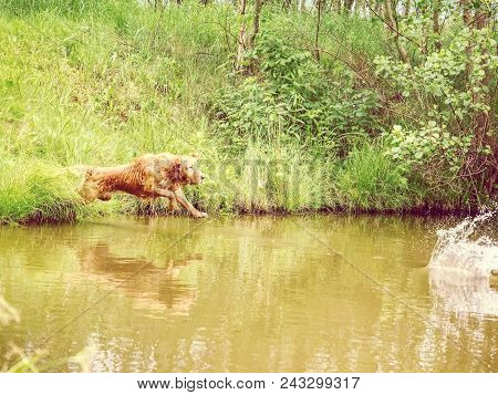 Male Dog Breed Golden Retriever Is Quickly Jumping Into Lake For Wooden Branch. Happy Puppy Enjoing 