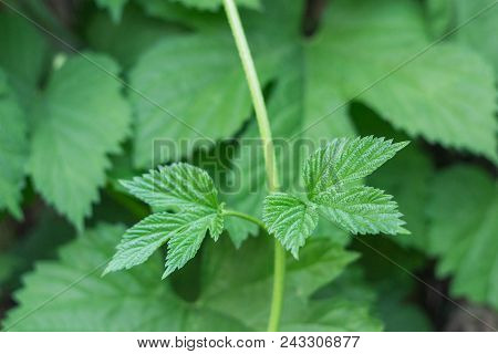 Poison Ivy Plant Garden Nature Natural Spring