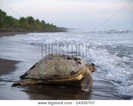 ウミガメ Tortuguero 国立公園、コスタリカ