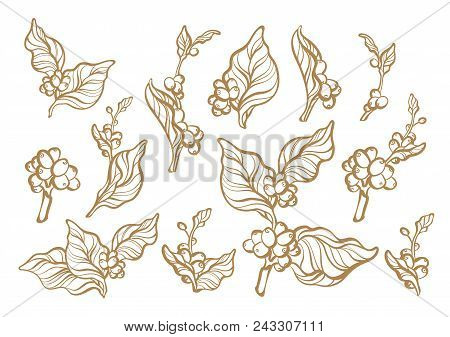 Vector Set Of Coffee Branch, Leaf And Bean. Botanical Art Line Hand Drawing Design. Realistic Tree F