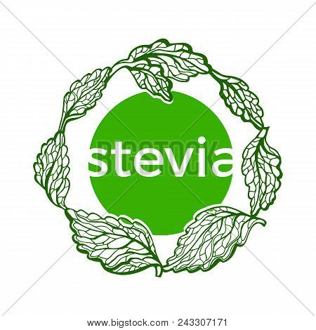 Vector Symbol Of Stevia With Branch, Leaf. Fresh Healthy Organic Food. Natural Sweet Green Plant Her