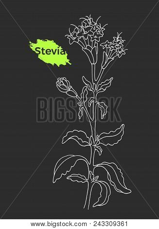 Art Sketch Of Stevia With Branch, Leaf, Flower. Vector Healthy Organic Product. Natural Sweet Plant.