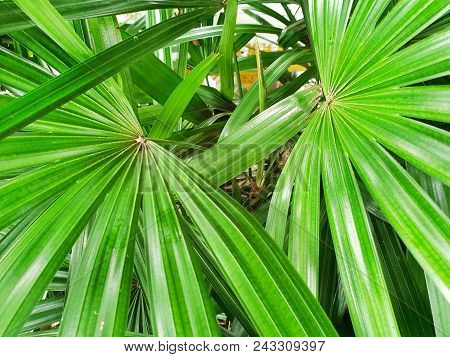 Top View Of Leaves Saw Palmetto.  Abstract Leaves Texture. Natural Green Wallpaper Concept. Ecologic