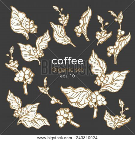 Vector Set Of Coffee Tree Branches With Leaf And Bean. Botanical Drawing Silhouette, Sketch Food Ico