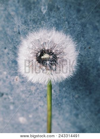 White Blowball On Blue Background.  Dendelion Flower