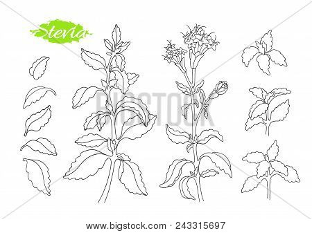 Vector Set Of Stevia Plant, Branch, Green Leaf, Flower. Fresh Sugar Organic Food Natural Sweet Fresh