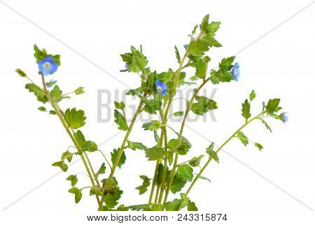 Veronica Filiformis. It Is Known By Many Common Names, Including Slender Speedwell, Creeping Speedwe