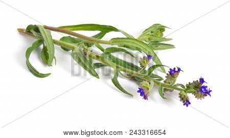 Anchusa Officinalis, Commonly Known As The Common Bugloss Or Alkanet. Isolated On White Background.