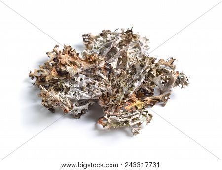 Dried Medicinal Herbs Raw Materials Isolated On White. Iceland Moss.