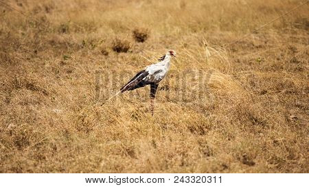 Secretary Bird (sagittarius Serpentarius) In Yellow Bush. Amboselli National Park, Kenya