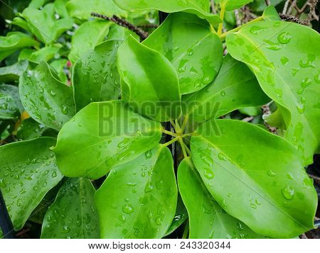 Top View Of Drops With Branch And Leaves Dwarf Umbrella Or Octopus Tree As A Background, Ecological 