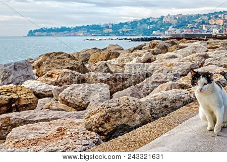 A Street Cat With Amber Eyes At The Mergellina Harbor Promenade In Naples, Italy
