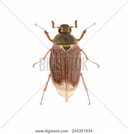 May Bug Or Cockchafer